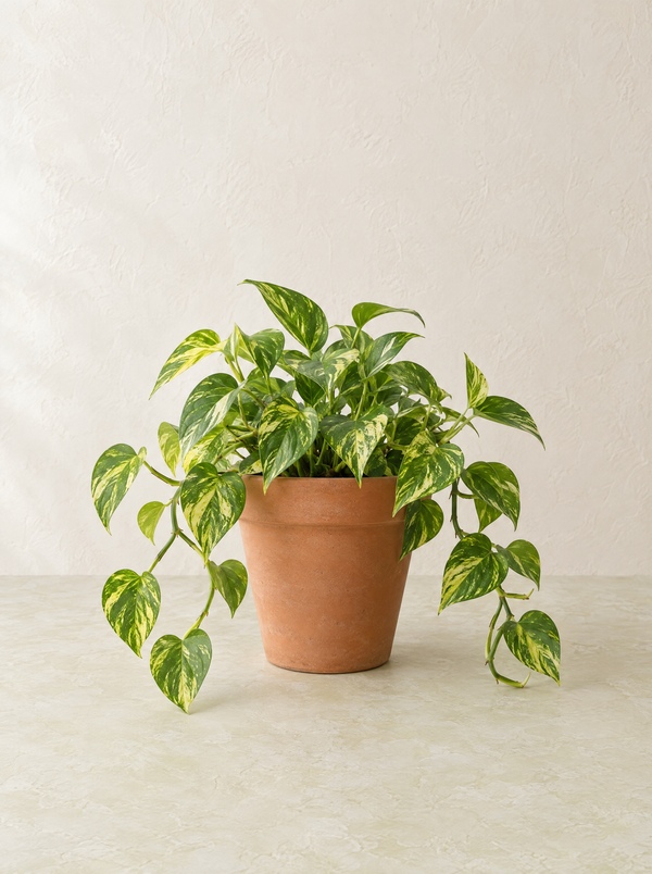 Golden pothos in a plain terracotta pot